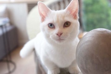 白色臘腸貓小町擁有一對迷人的眼瞳