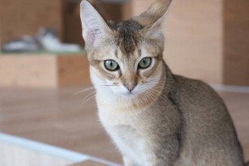 新加坡貓Kotetsu；混雜的咖啡色毛髮配上濃彩綠色鑽石一般的眼瞳