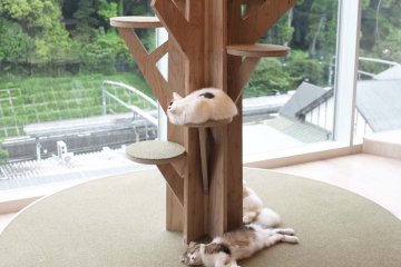 咖啡廳室內設計裝潢：立體大樹變成了貓咪的遊樂場