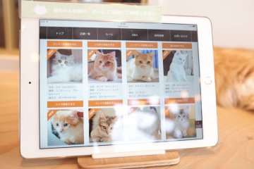 MoCha貓咪咖啡廳的貓咪簡介及介紹