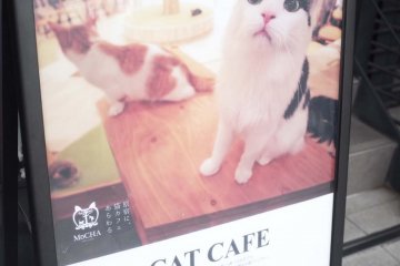 貓咪咖啡廳的招牌