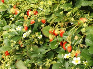There are several greenhouses for strawberries where you can indulge in an all-strawberry diet for a day