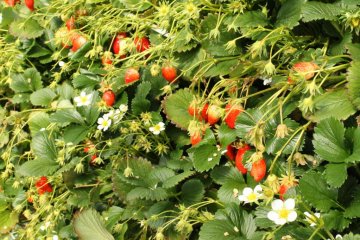 <p>There are several greenhouses for strawberries where you can indulge in an all-strawberry diet for a day</p>