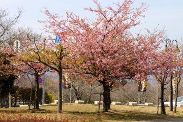 <p>Spring is a great season to visit the place</p>
