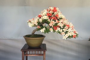 A multi-colored, intentionally asymmetrical satsuki bonsai