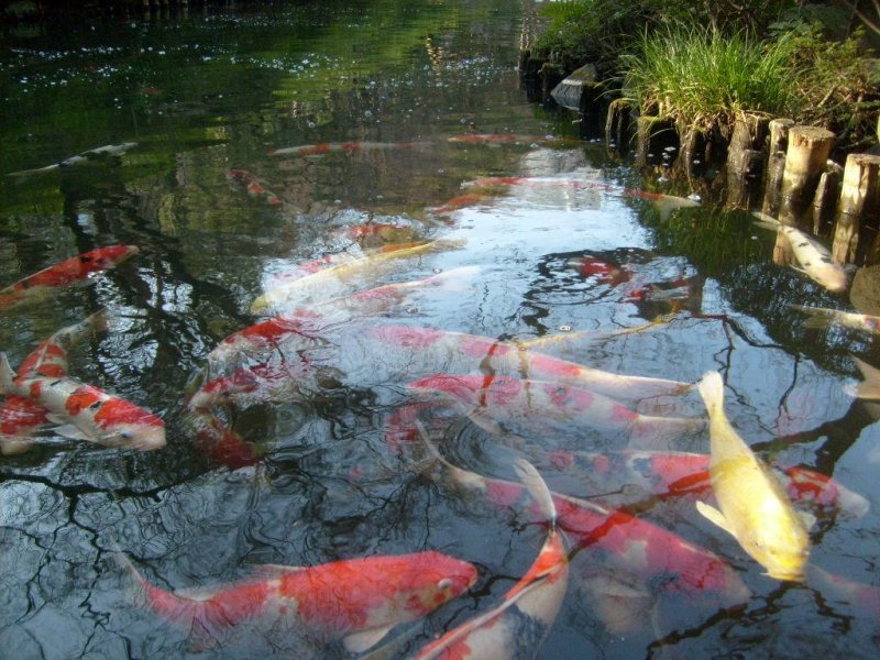 <p>The pond is inhabited by carp who gather expectantly when they see visitors at the water&#39;s edge</p>