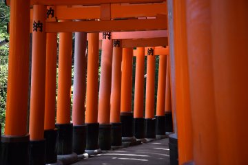 A succession of torii gates