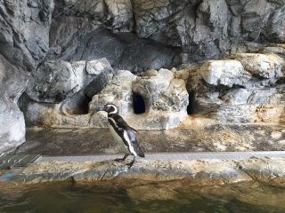 les pingouins 