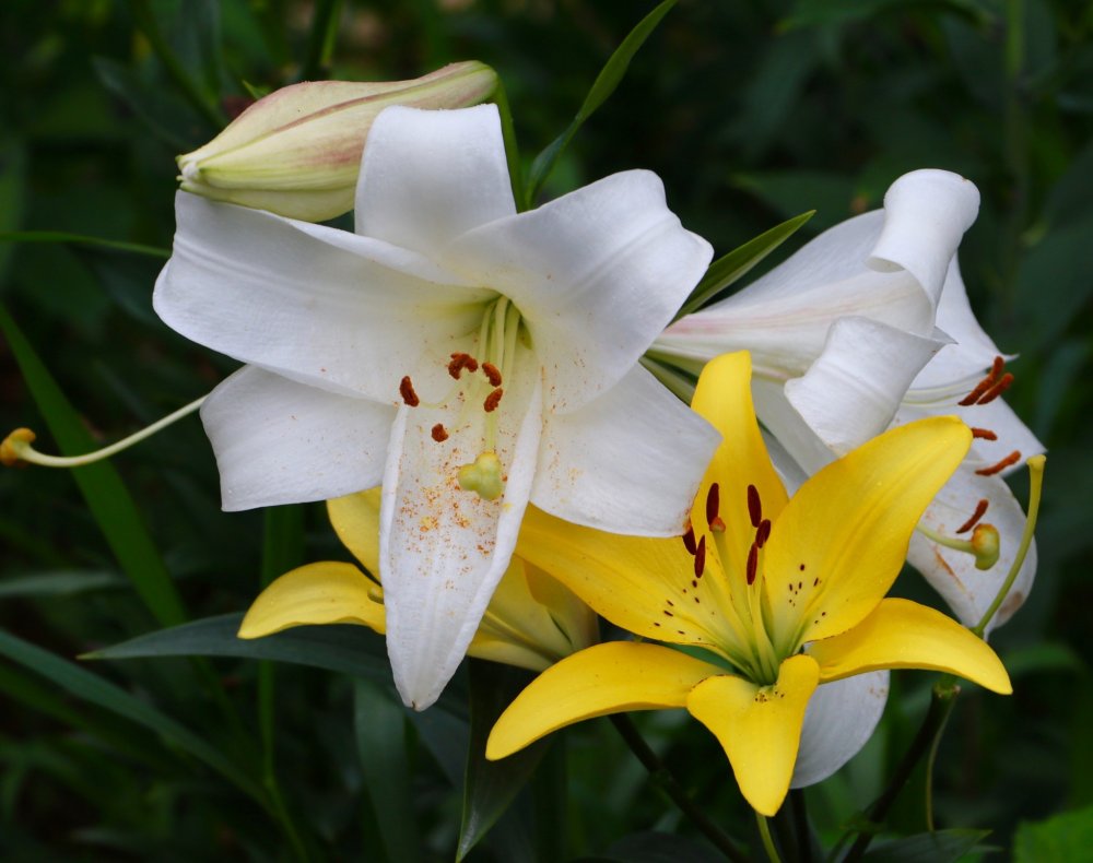 Yellow lilies in full bloom.