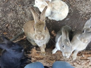 Nhiều thỏ quá!