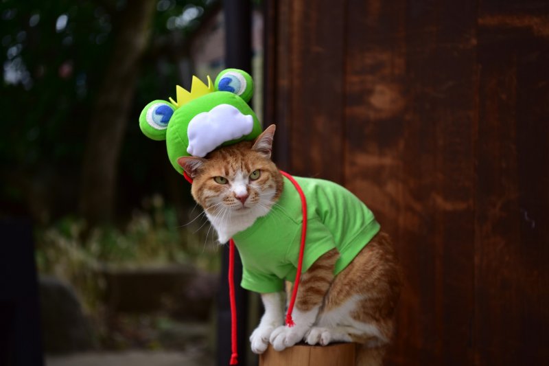 Звезда фестиваля: кошка - лягушка
