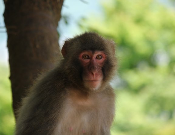 Parque de monos en Kioto