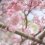 ชื่นชมดอกซากุระที่ริมฝั่งแม่น้ำคะโมะ