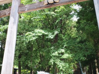A large beautiful torii gate greats visitors