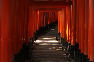 Así se ve cuando paseas entre la fila de torii.