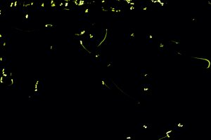 Fireflies glowing in the dark