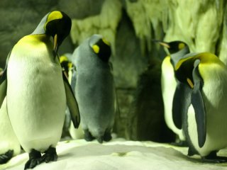 Đàn chim cánh cụt