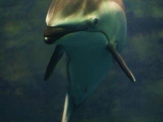 الدلفين اللطيف