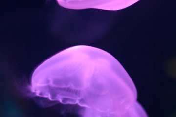<p>Танцующие медузы</p>