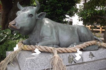 A bull resting sedately near the main gate