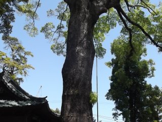 Một cái cây linh thiêng trong sân đền