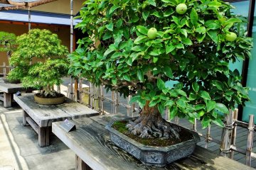 Some bonsai can bear fruit