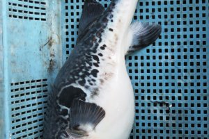 The beloved fugu or pufferfish