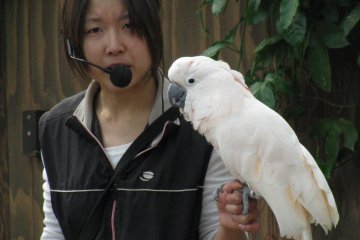 Говорящий по-японски попугай