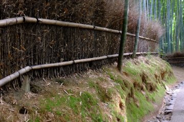 Walk through Arashiyama bamboo forest on the way to the entrance