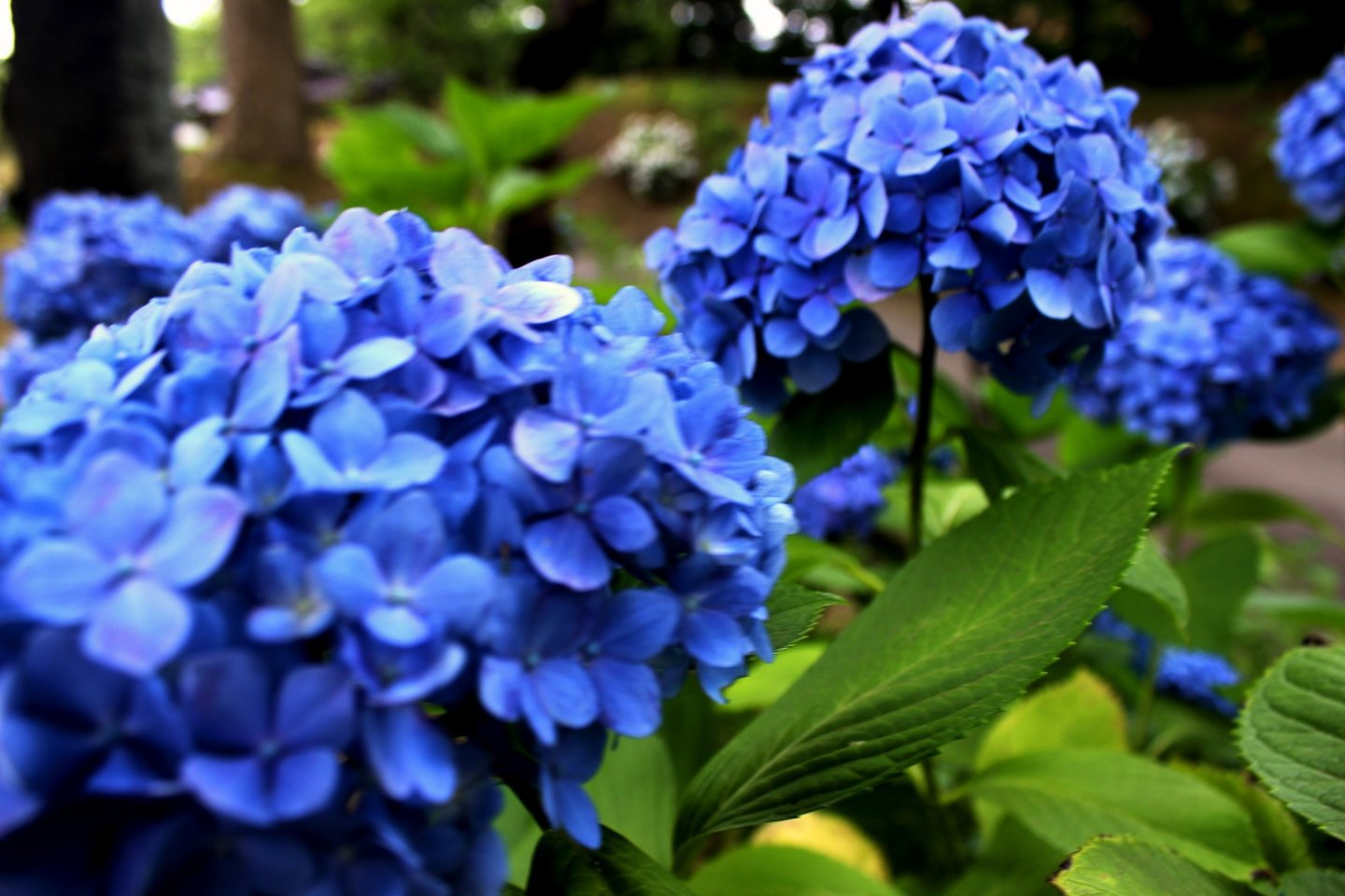 Hydrangea in Akita flourishes in the summer