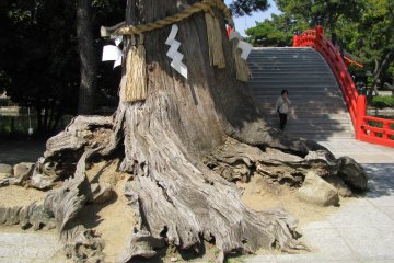 Священное старое дерево у входа