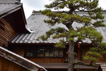 Aesthetic tree standing tall in the main Kimura House garden