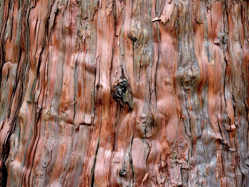 Beautiful bark of a Japanese cedar tree