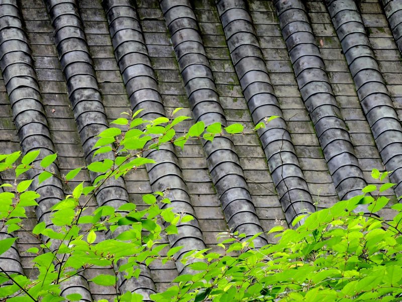 Roof tiles contrast with fresh green maple leaves