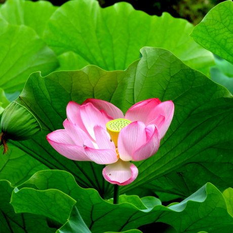 Lotus Blooms at Yakushiike Park