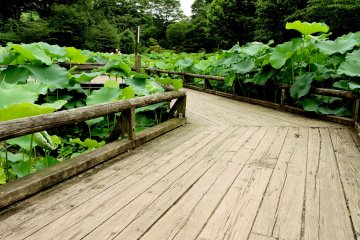 There are wooden walkways through the heart of the pond
