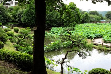 Overlooking the lotus pond