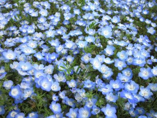 Némophiles bleus au parc Hitachi Seaside