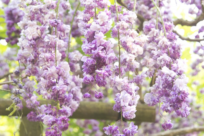 Beautiful wisteria in their prime during Golden Week