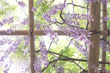 Magical view under the wisteria hanging on the trellis