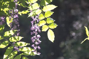 Saat hari cerah, warna ungu bunga wisteria terlihat semakin cantik