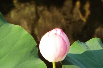Temple water lilies grown from seeds 2000 years ago
