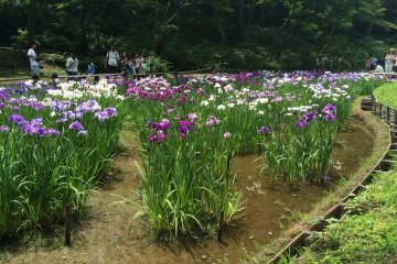 สวนไอริสที่ศาลเจ้าเมจิ โตเกียว
