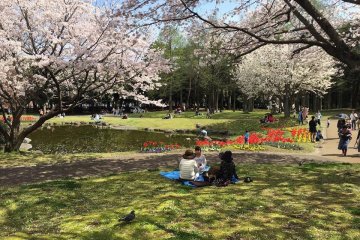 Japanese park during sakura season 