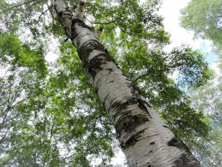 ต้น Silver birch ที่มีเปลือกสีขาว