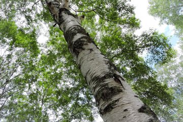 Silver birch tree with its distinctive white bark