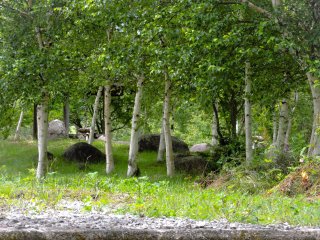 Tempat pohon 'birch' perak 