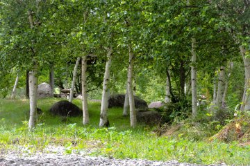 Stand of silver birch trees