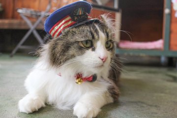 Cat Stationmaster at Ashinomaki Onsen