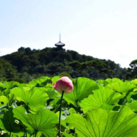 Lotus Flowers at Sankeien Garden